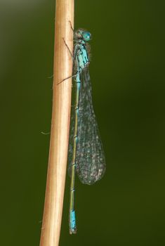 Ischnura pumilio