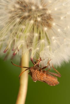 Coreus marginatus