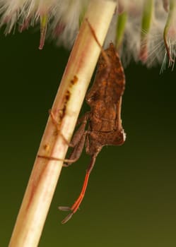 Coreus marginatus