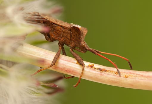 Coreus marginatus