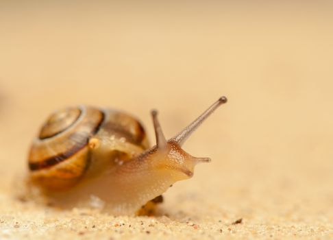 Snail