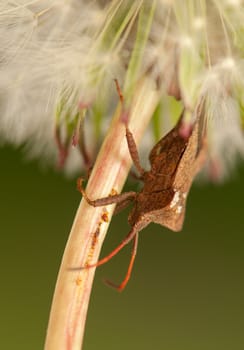 Coreus marginatus