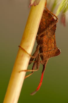 Coreus marginatus