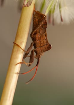 Coreus marginatus