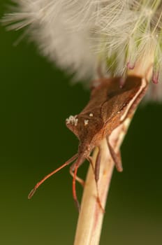 Coreus marginatus