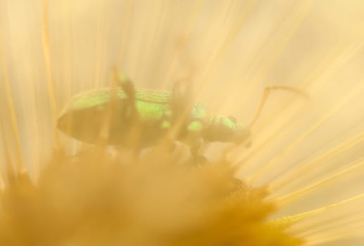 Dandelion