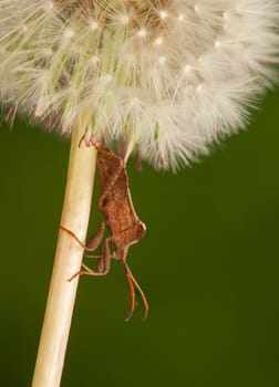 Coreus marginatus