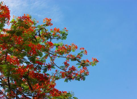 Flowers are blooming in the dry season.