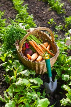 Basket with fresh carrot in the garden