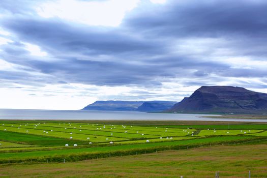 Icelandic Rural Landscape. Hay bales in white plastic on the meadow.