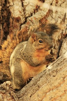 Eastern Fox Squirrel (Sciurus niger) sitting on a tree