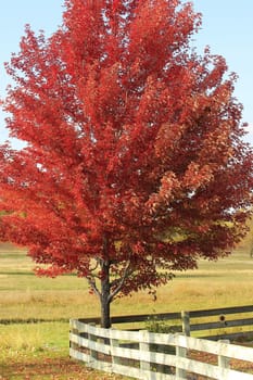 Red maple tree with wooden fence, Colorado