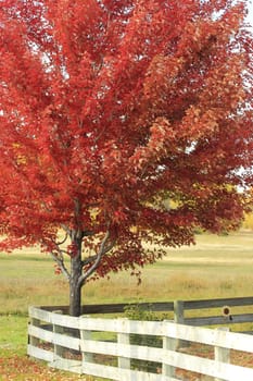 Red maple tree with wooden fence, Colorado