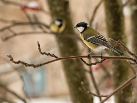 The big titmouse sits on a tree branch in winter day