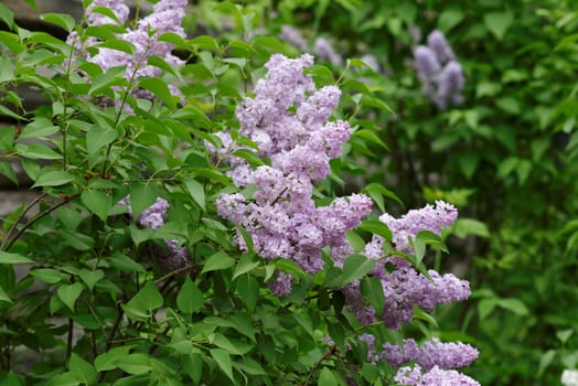 Delicate pink lilac flowers on the bushes