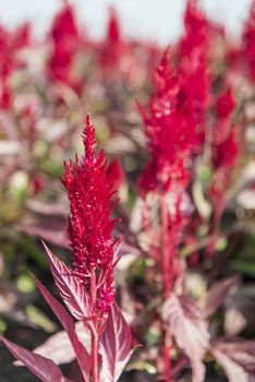 Red cockcomb flower in the park1