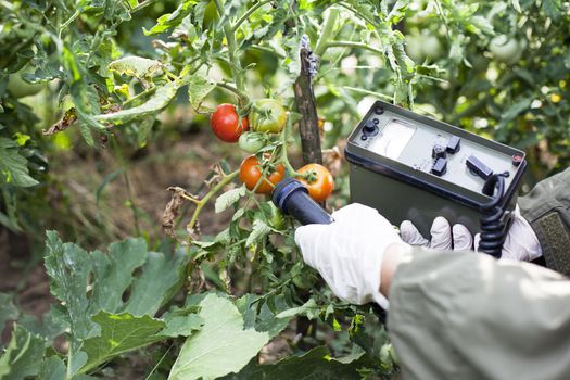 Measuring radiation levels of tomato