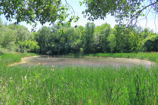 Image of summer landscape with lake and forest