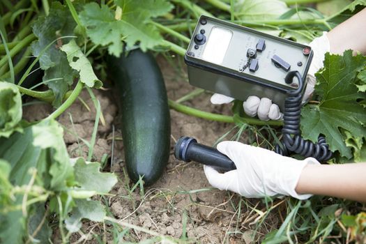 Measuring radiation levels of zucchini