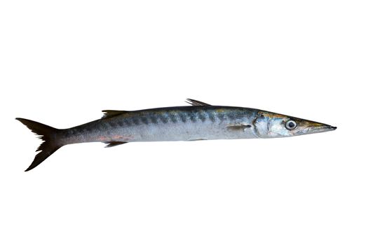 Barracuda fish Sphyraena isolated on white background