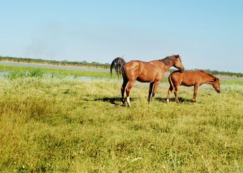 Photo of horse and little foal grazing in the steppe
