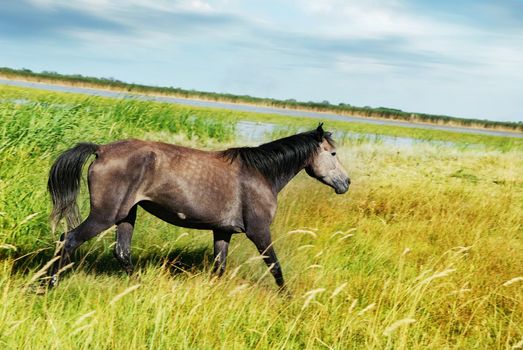 Photo of the horse running in the meadow