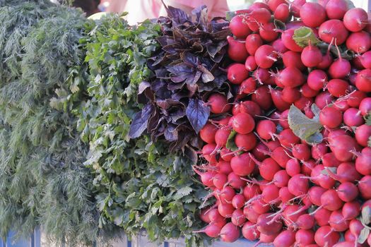 Image of background fresh radish and foliage
