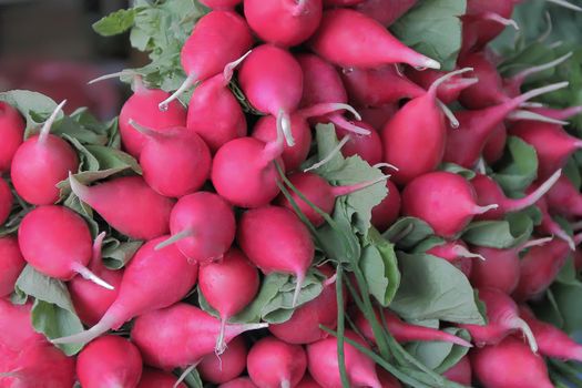 Image of background fresh radish and foliage