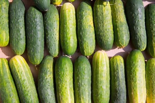 Cucumbers in a row at the market place outdoor in Mediterranean