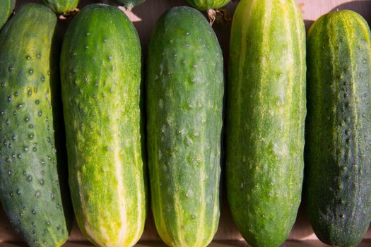 Cucumbers in a row at the market place outdoor in Mediterranean