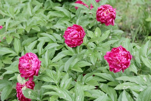 Image of pink peony on green background