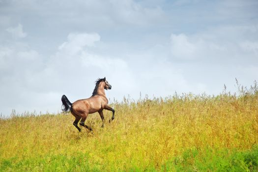 One free horse running in the steppe. Kazakhstan, Middle Asia. Natural light and colors
