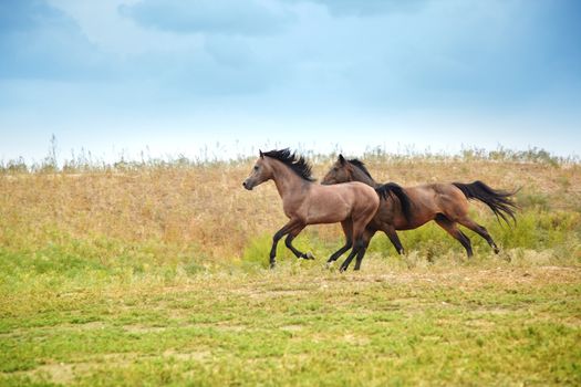 Two horses running in the steppe. Kazakhstan. Natural light and colors