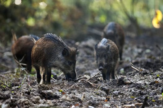 Boars in the wild, in the forest.