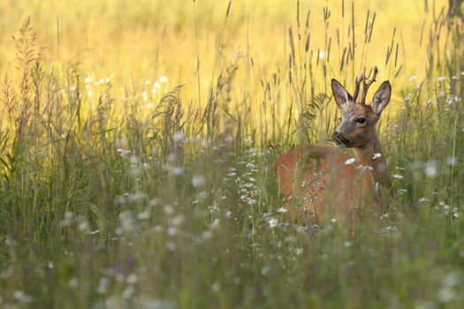 The buck deer in the wild, in the clearing.