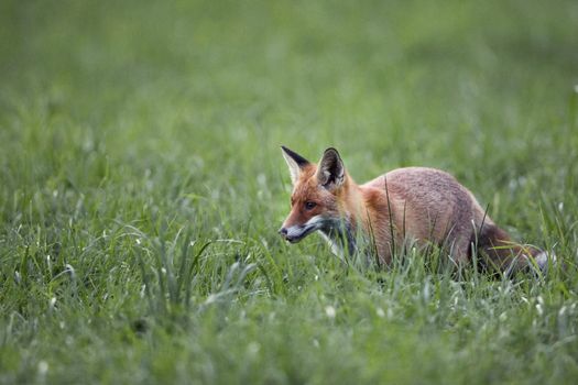 Fox in the morning dew, in the clearing.