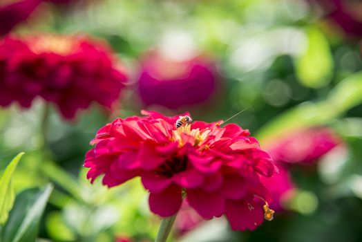 Bee on the pink gerbera flower3