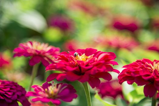 Bee on the pink gerbera flower2