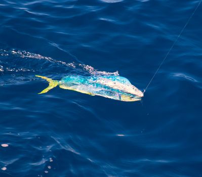 Dorado Mahi-Mahi fish hooked with fishing line in blue ocean sea