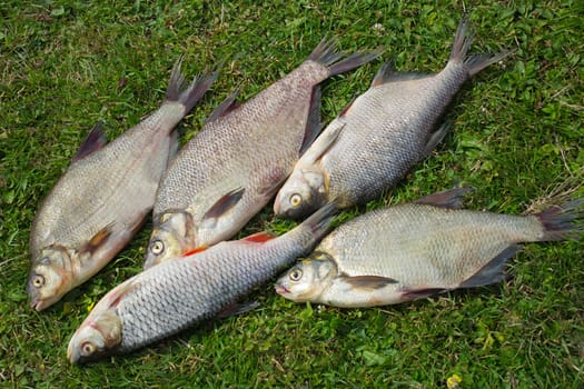 A few small fish caught in the river, lying on the Bank on the green grass.
