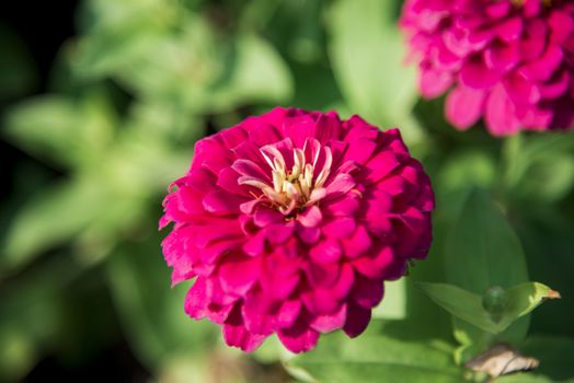 A pink gerbera flower in the garden2