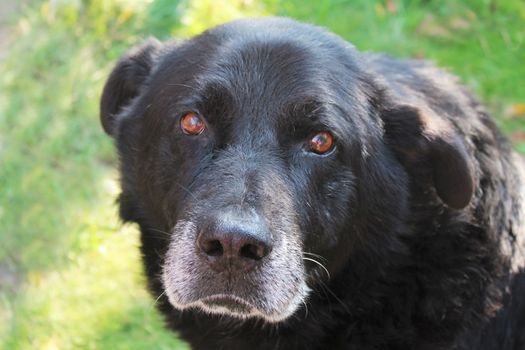 The head of a big black dog breed Newfoundland closeup against the green grass.
