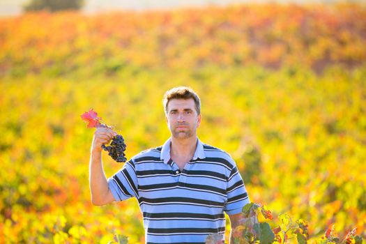 Farmer man in vineyard harvest autumn leaves in mediterranean field