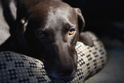 Sad German short-haired pointer laying down alone