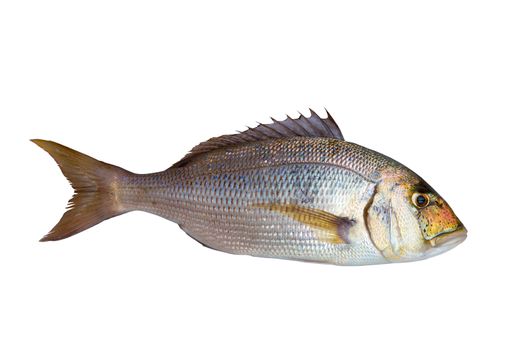 Dentex Dentex fish sparidae from Mediterranean sea isolated in white