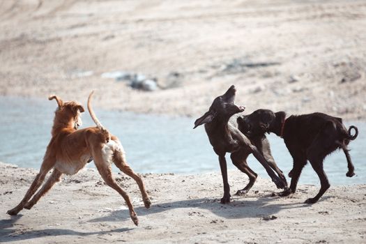 Three dogs fighting outdoors
