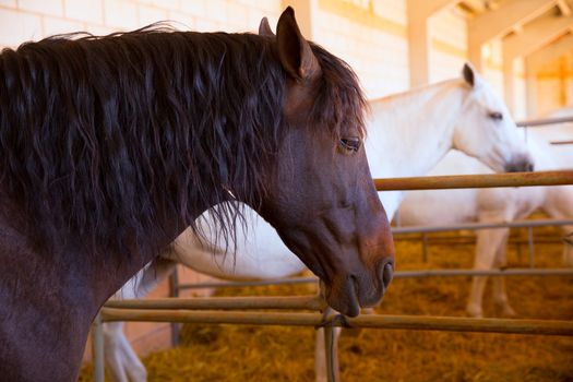 Horses in a row at cattle fair in Spain beautiful portrait