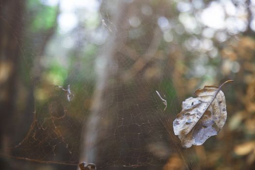 Close-up view on the old spider web in jungle. India
