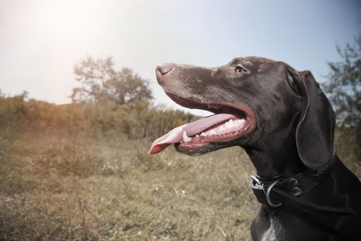 German short haired pointer outdoors