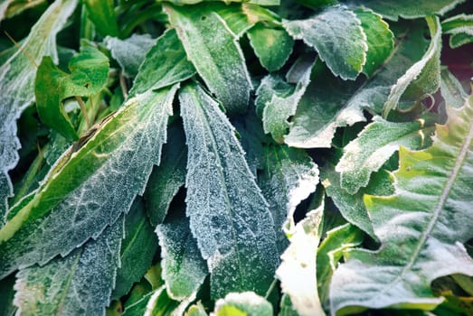 Green autumn foliage covered with frost in the morning day.